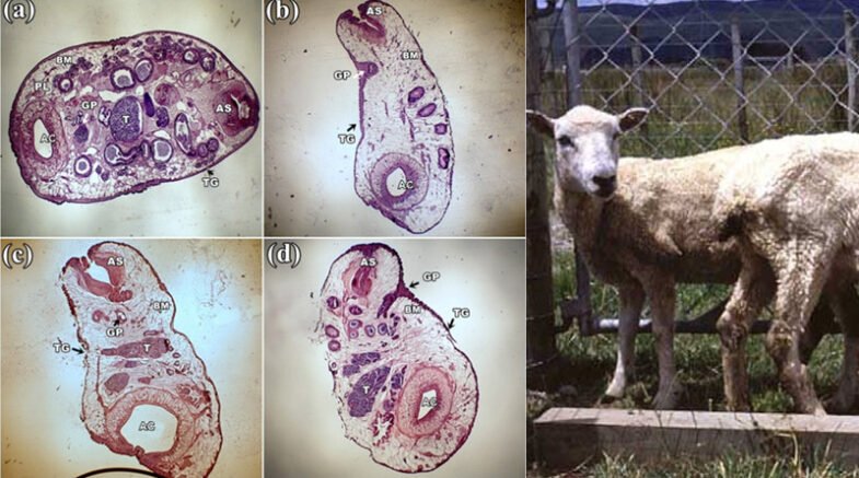Paramphistomiasis Disease In Livestock A Neglected Disease