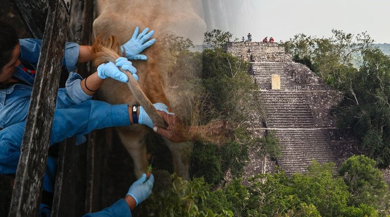 Scientists Working In Mexican Jungle To Detect Zoonoses Diseases