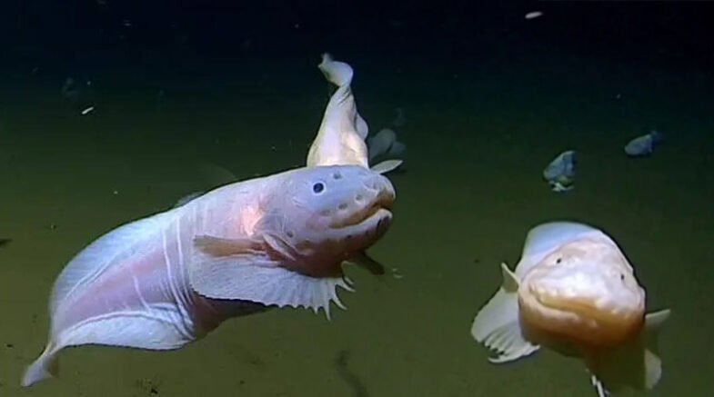 Snailfish Sets New World Record For Underwater Deepest Fish