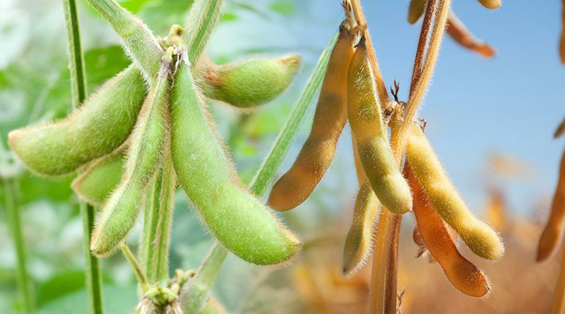 Soybeans, one of most widely cultivated crops use in various forms