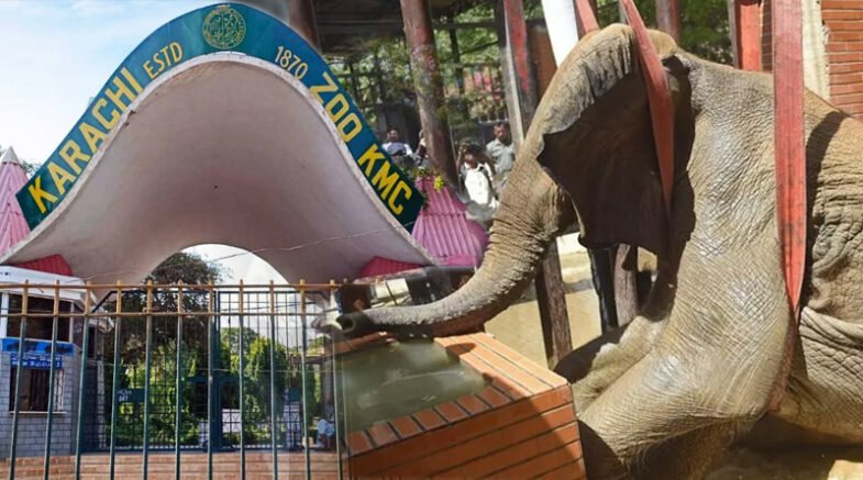 Team Of Wildlife Experts Reach KHI To Treat Elephant Noor Jehan