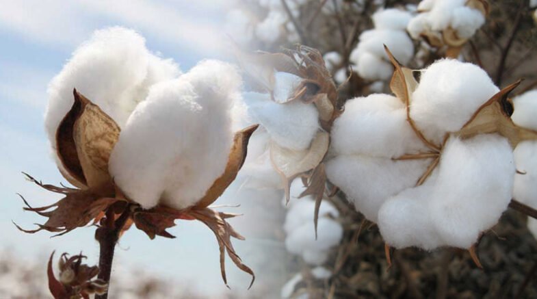The Future Of Sustainable Cotton Production Gossypol Free Cotton