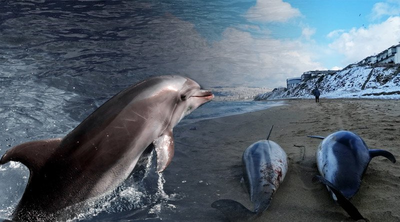 Ukraine War Leads To Increase In Deaths Of Dolphins And Porpoises