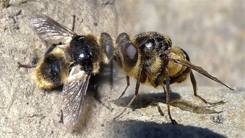 Warble Flies Belong To Family Known As Hypodermatinae