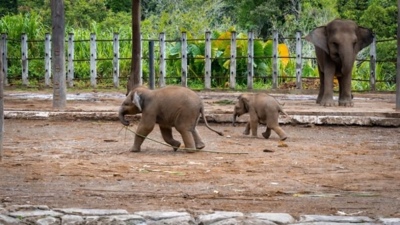 Public Invited To Name Bornean Elephant Calves At Lok Kawi Wildlife Park