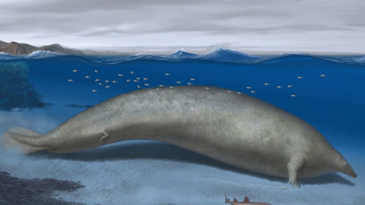 Ancient Whale Fossil: Perucetus Colossus, Earth's Heaviest Animal