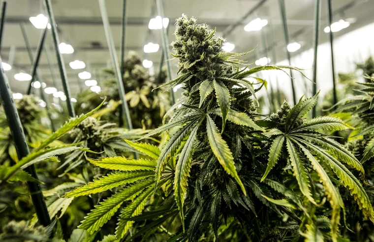 US Health Department Recommends Easing Marijuana Restrictions