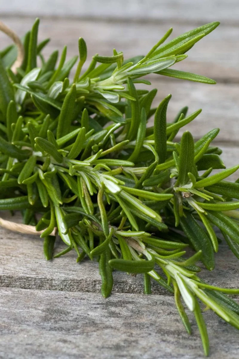 Rosemary: The Timeless Aromatic Herb With Medicinal Marvels