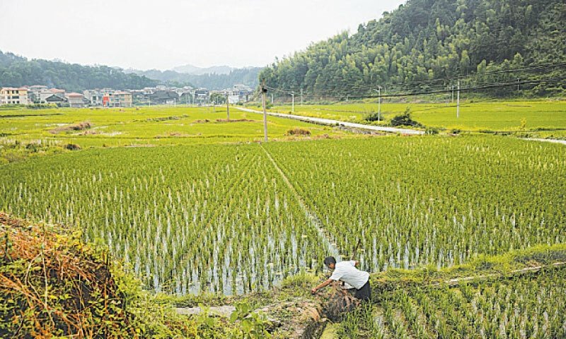 Environmental, Economic Drawbacks Of Rice Farming in Bahawalnagar