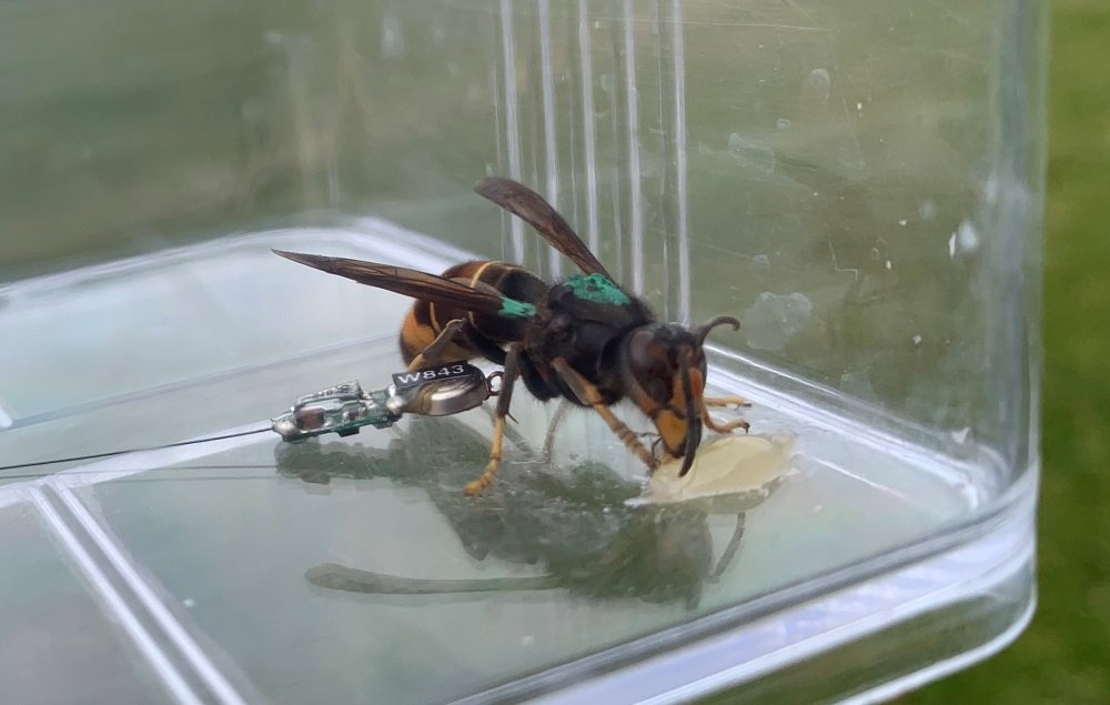 CABI Scientists' Breakthrough Against Invasive Asian Hornets