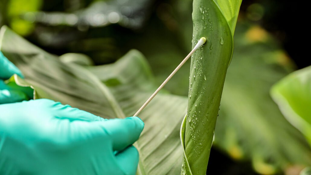 DNA Leaf Swab Technique Revolutionizes Biodiversity Monitoring