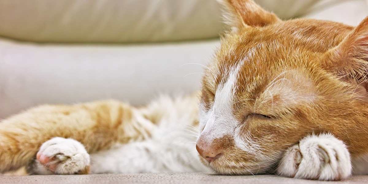 Anemia In Cats Amid Chronic Kidney Disease: What Is It & What To Do?