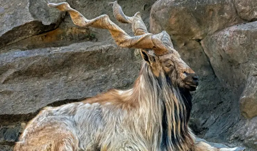 Record $186,000 For Astor Markhor Permit For Trophy Hunting Auction