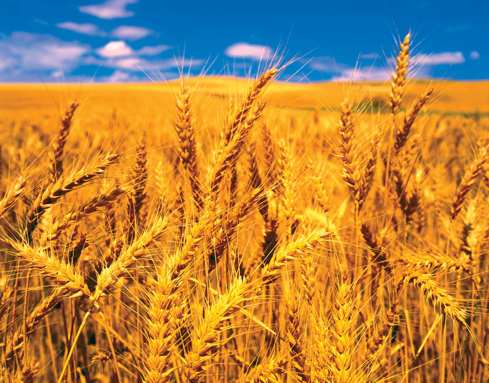 Crop Modeling And Quantitative Genetics Revolutionize Wheat Production