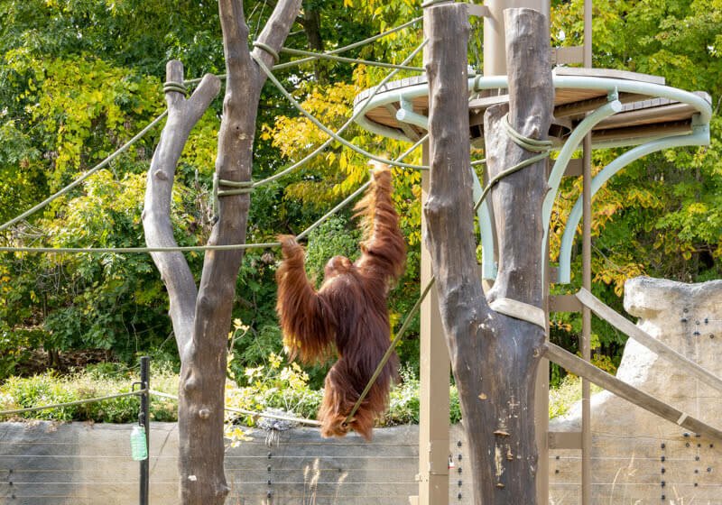 Toronto Zoo Opens New Habitat To Aid Sumatran Orangutans Conservation