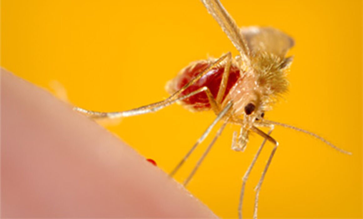 Exploring Correlation Between Sand Flies & Mosquitoes: Vectors Of Disease
