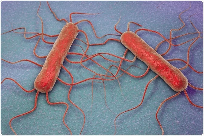 Listeria monocytogenes Infection And Antimicrobial Resistance In Human
