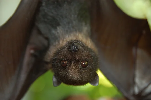 Global Action Called As Large Old World Fruit Bats Face Extinction Threat