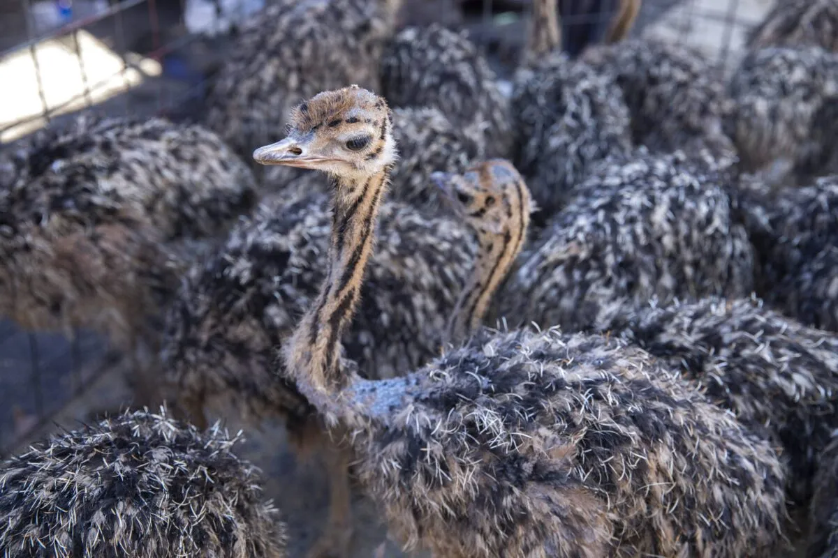 Qatar Creates Sanctuary For Migratory Birds In Iraq's Kurdistan Region