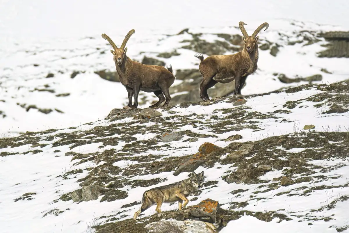Alpine Ibex Shift to Nocturnal Behavior in Response to Climate Change