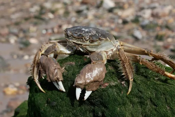 EU Funds Clancy Project to Curb Chinese Mitten Crab Onslaught