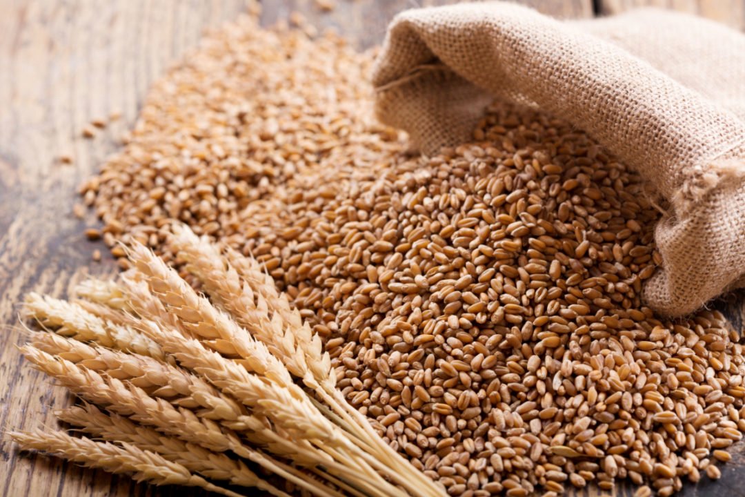 Rabi season revolution: Pakistan sees 7.5% surge in wheat sowing
