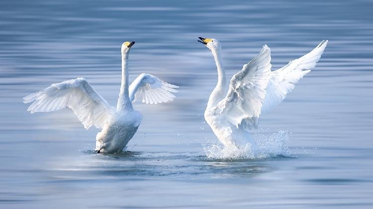 Siberian Swans Grace Icy Yellow River: Winter Wonderland in North China