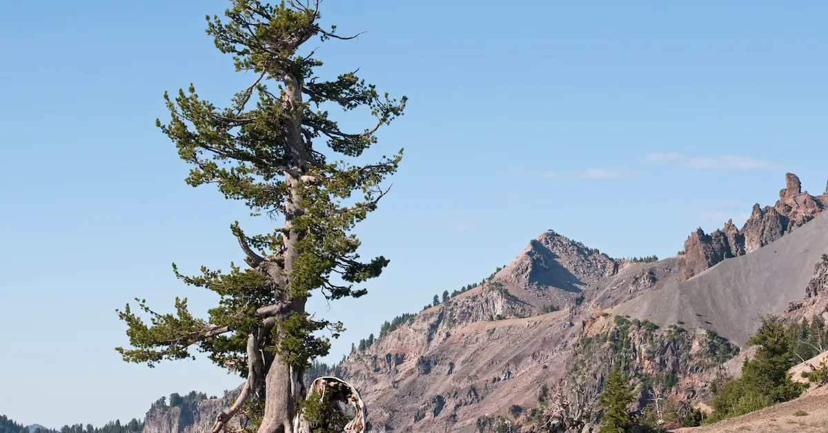 Whitebark Pine On Brink: Warming Threatens Mountain Icon