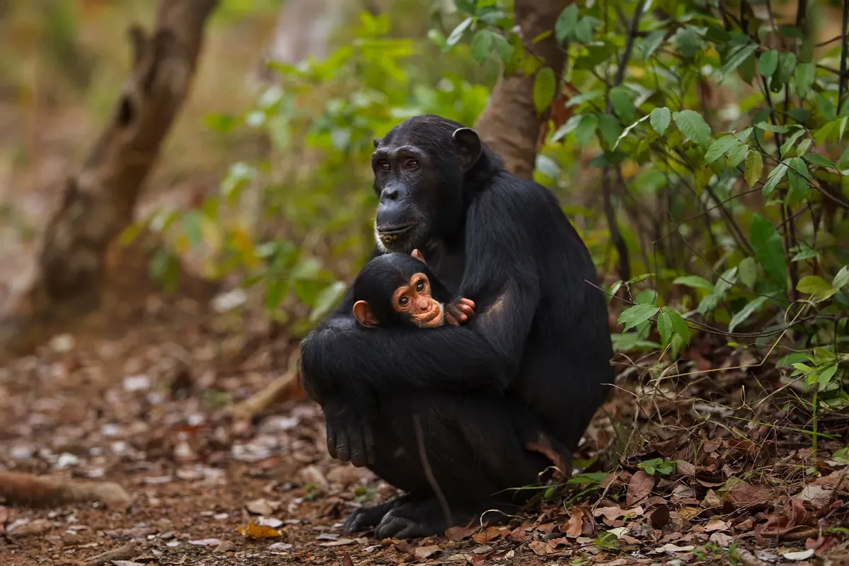 African Great Apes Face Increasing Climate Change Impacts, Study Warns