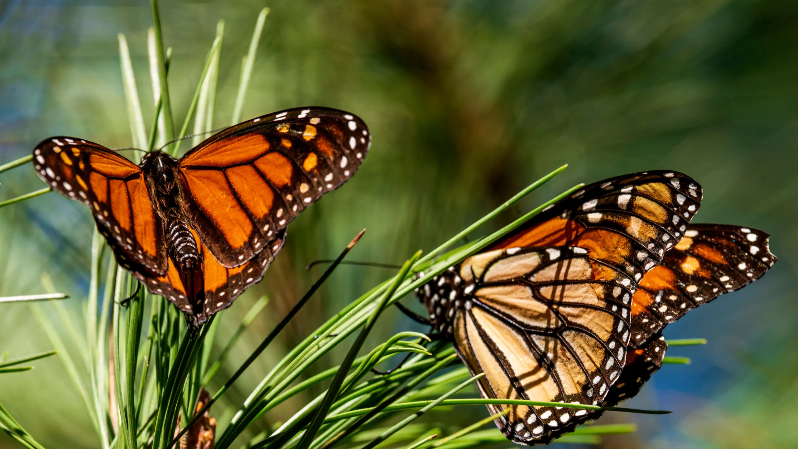 Beloved Monarch Butterflies Population Crashes in Mexico