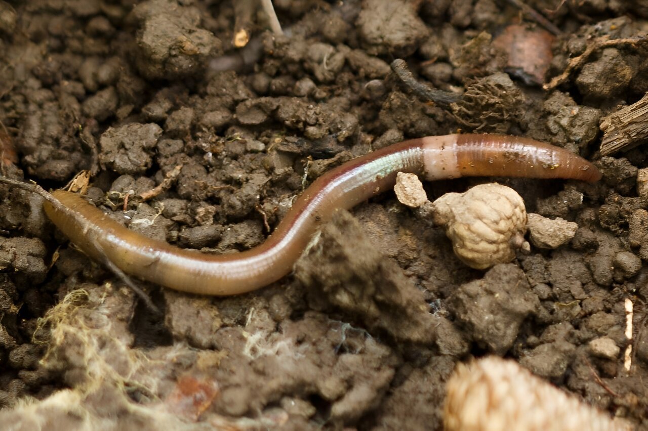 Nonnative Earthworm Invasion Threatens North American Ecosystems