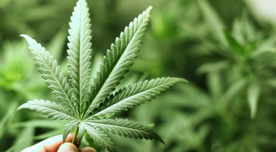Pakistan Approves Cannabis Plant Regulation Ordinance