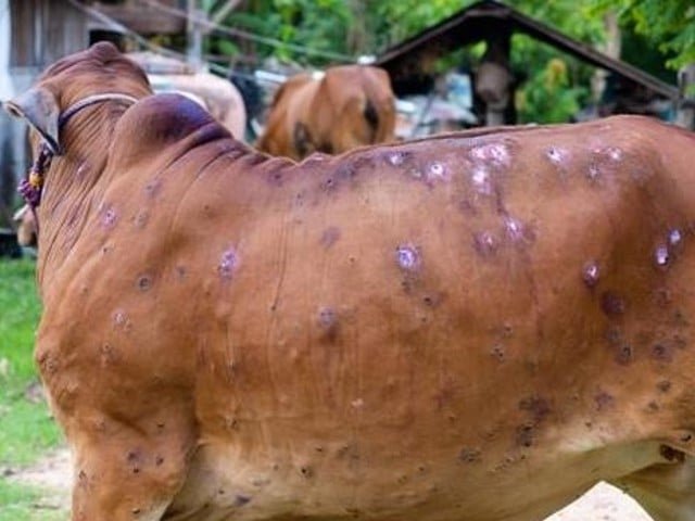 LSD Virus Outbreak: Bumpy Times Ahead for Cattle Industry