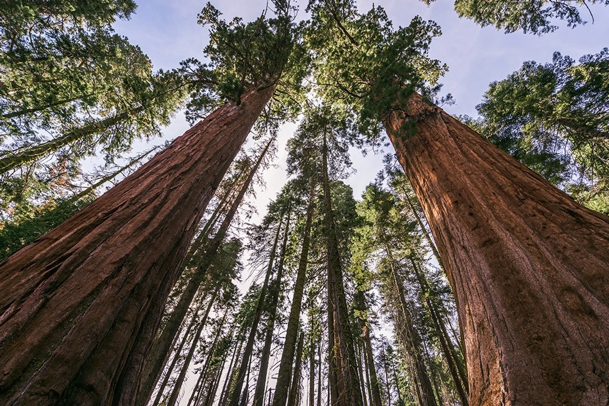 Redwood Renaissance: Giant Sequoias Thrive in Unexpected UK Boom