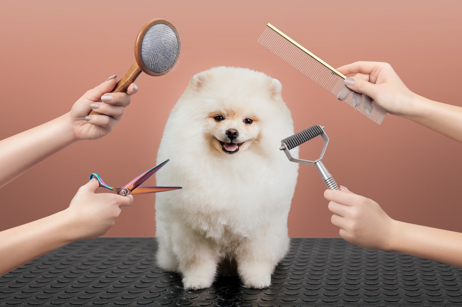 A Guide to Choosing Excellent Pet Groomer for Your Furry Friend