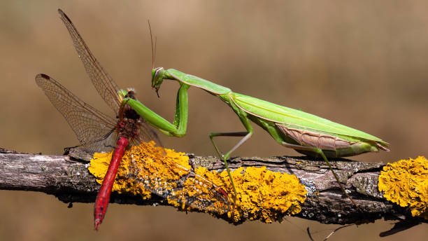 Entomology Develops Weapons Against Devastating Insect Pests