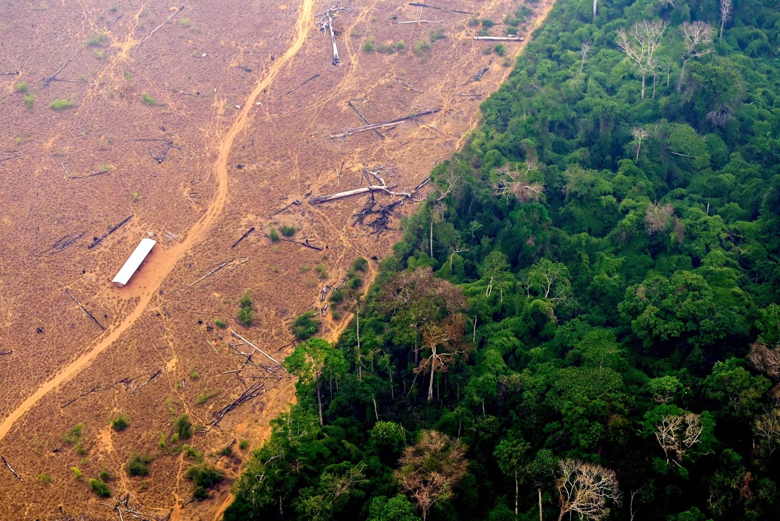 2023 Sees Tropical Forests Disappearing at Alarming Rate