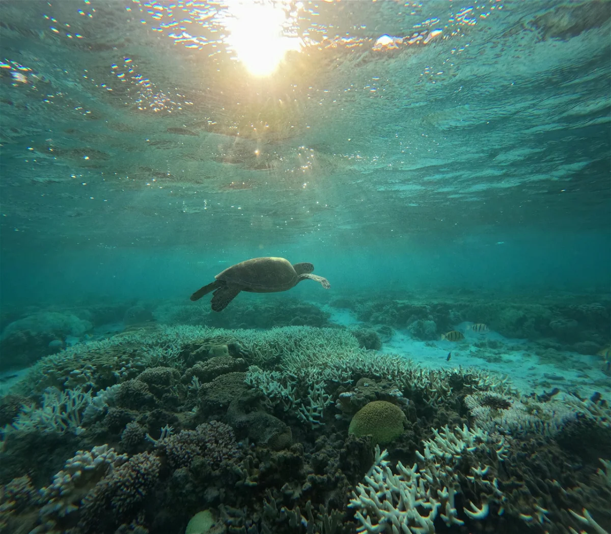 Brazil Faces Imminent Threat of Record Coral Bleaching Event