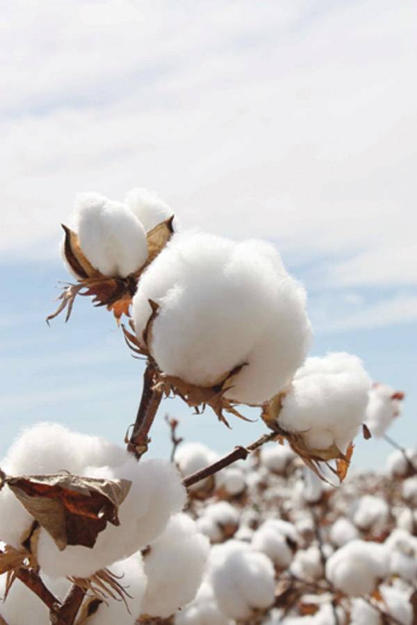 Climate-Resilient Agriculture Takes Center Stage in Cotton Farming