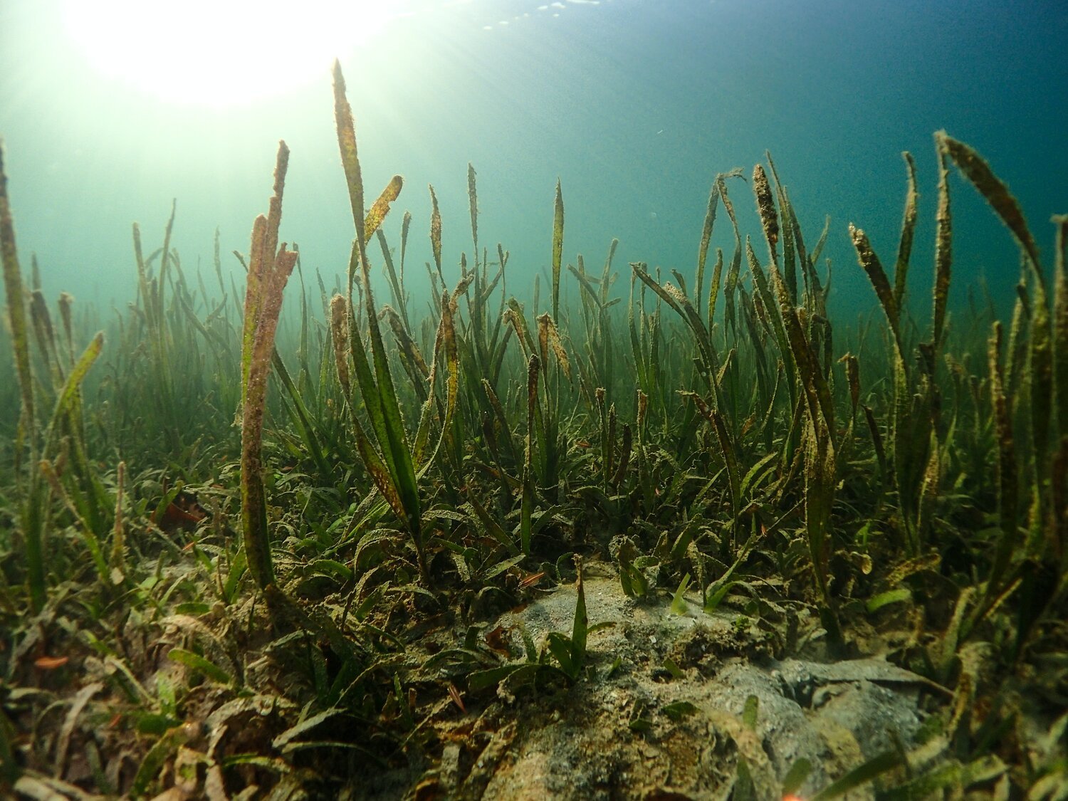 Hidden Heroes in Peril: Seagrass Meadows Face Extinction Threat
