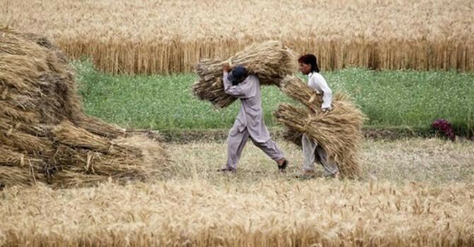 The Farmers' Fury: Punjab Faces Protests Over Plummeting Wheat Prices