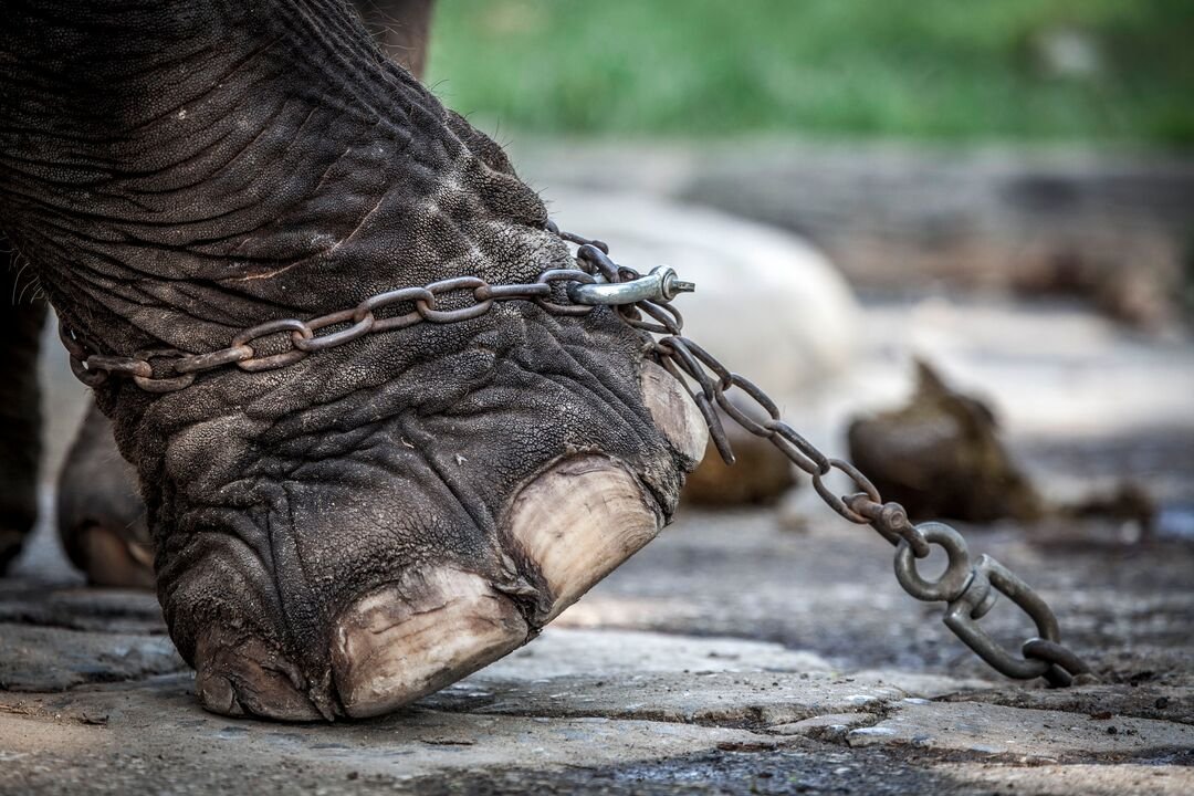 U.N. Report Reveals Persistent Wildlife Trafficking Crisis